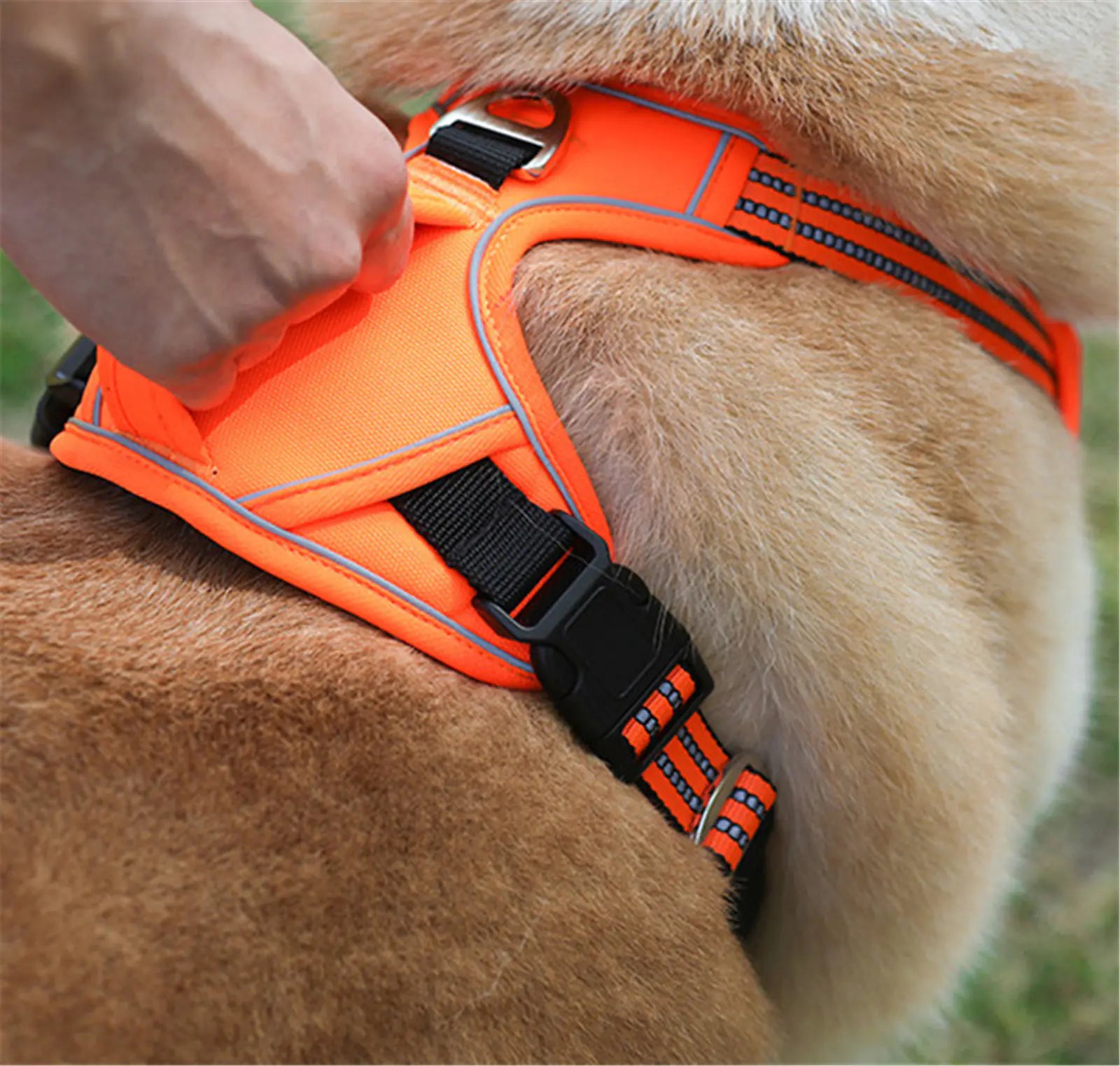 Sturdy Weatherproof Adventure Harness